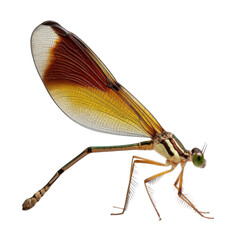 Colorful Dragonfly in Detail, Showcasing Wings and Body Structure