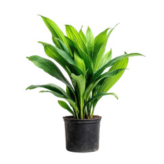 Fototapeta premium Lush Green Indoor Plant with Vibrant Leaves in Black Pot