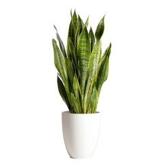 Elegant Sansevieria Plant in Modern Pot for Home or Office Decor