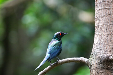 A metallic starling (aplonis metallica) also known as shining starling bird.