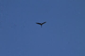 Solitary Bird Silhouetted Against Clear Blue Sky During Flight