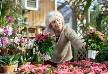 Mature woman client inspects pot with houseplant poinsettia in store for amateur gardeners. Buyer...