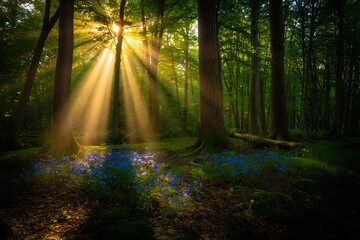 Fototapeta premium Sunlight streams through trees in a serene forest, illuminating bluebells on the woodland floor.