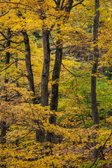 Fototapeta premium The trunks of maple trees surrounded by yellow autumn foliage