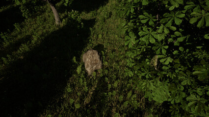 自然の風景　静かに揺れる午後