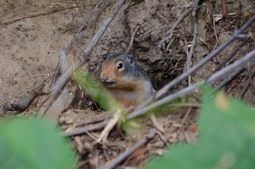 Groundhog Observing the Forest Wildlife Photography in Natural Habitat