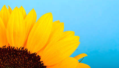 Close-Up Of Yellow Sunflower Petals With Water Droplets On Blue Backdrop