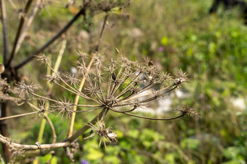 A detailed look at a dried wildflower against a blurred autumn meadow background, showcasing...