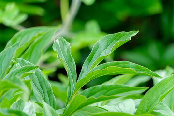緑豊かな植物の葉のクローズアップ
