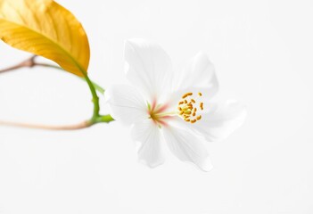 Obraz premium Single white blossom with gold leaf, minimalist white background, illustration, design