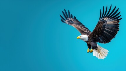 Fototapeta premium Majestic bald eagle soaring against a clear blue sky