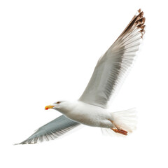 Obraz premium Majestic Seagull in Flight with Outstretched Wings Against Sky