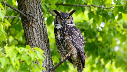 Fototapeta premium Great Horned Owl perched in tree