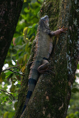 Green iguana climbing a tree in tropical forest
