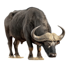 Obraz premium Portrait of a Majestic African Cape Buffalo in Natural Habitat