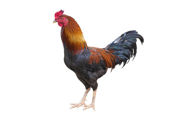 single rooster chicken isolated on white background. transparent png