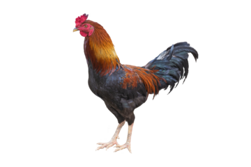 single rooster chicken isolated on white background. transparent png