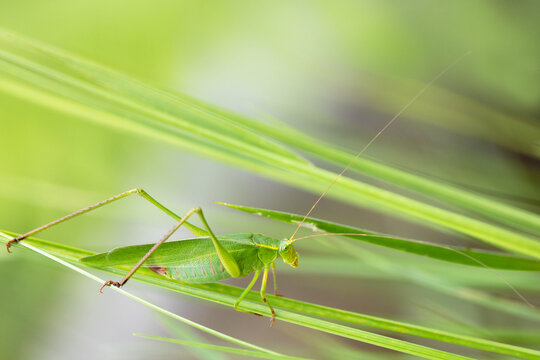 A bright green insect in central Florida — likely a katydid, in the family Tettigoniidae. Please confirm ID with an expert if accuracy is important to your project. 