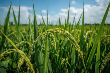 Fototapeta premium Close-up of Growing Rice Plants in a Paddy