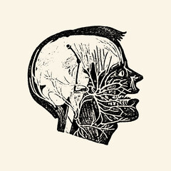 Vintage illustration of human nervous system in profile.