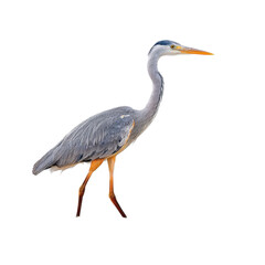 Obraz premium Elegant gray heron standing tall by the water's edge in nature