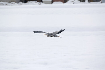 The grey heron (Ardea cinerea) taking flight over a snowy field