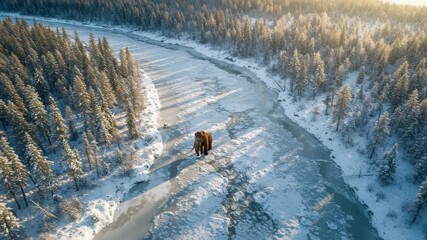 Aerial view of a bear walking across a frozen river surrounded by a forest winter landscape shot - Powered by Adobe