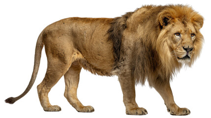 Obraz premium Majestic Lion's Stroll: A regal male lion strides confidently, showcasing its magnificent mane in this striking studio portrait. Capturing its powerful presence and captivating gaze.