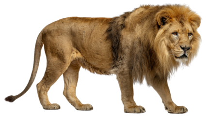 Majestic Lion's Stroll: A regal male lion strides confidently, showcasing its magnificent mane in this striking studio portrait. Capturing its powerful presence and captivating gaze.