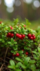 Obraz premium Forest cranberries close up