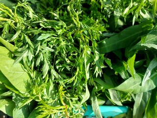 various kinds of vegetables for body nutrition