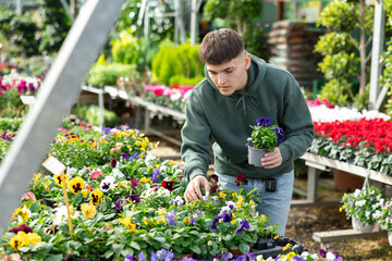 Male customer chooses viola wittrockiana flower in flower shop