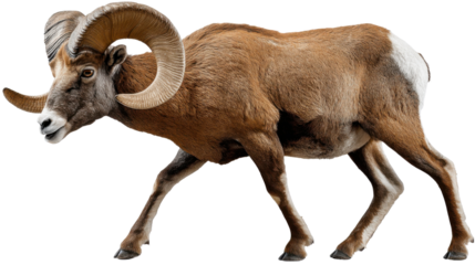 Majestic Ram in Motion: A formidable ram with impressive, curled horns strides purposefully. The image captures the strength and wild beauty of this mountain-dwelling creature in a lifelike portrayal.