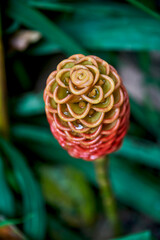 Cone-shaped ginger plant with vibrant red and green spiral flowers emerges from lush green foliage, showcasing unique natural beauty in a tropical environment