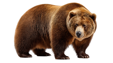 Majestic Bear in Full Stride: An imposing grizzly bear showcases its power and beauty in a studio-lit portrait, capturing every detail of its impressive form.