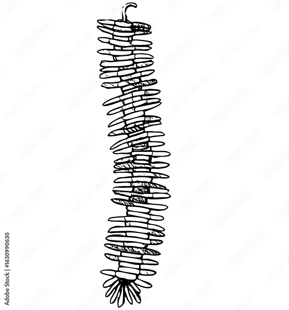Poster vector detailed botanical of a pinecone with overlapping scales.