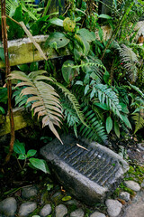 Traditional stone grain grinder, known as batan-piedra de moler, surrounded by lush greenery,...
