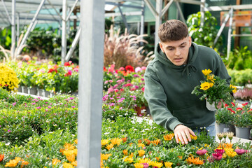 Guy customer-onlooker curiously examines showcase exhibition with outdoor plant gazania. Owner of...