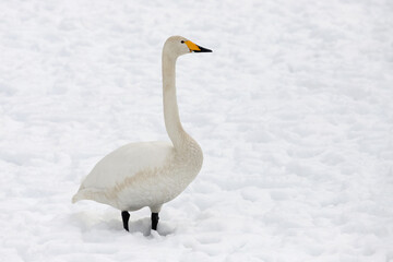 A migratory whooping swan (Cygnus cygnus) stands in a snowfield.