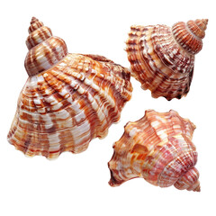 Obraz premium Three seashells, close-up, various colors, marine, spiral, natural