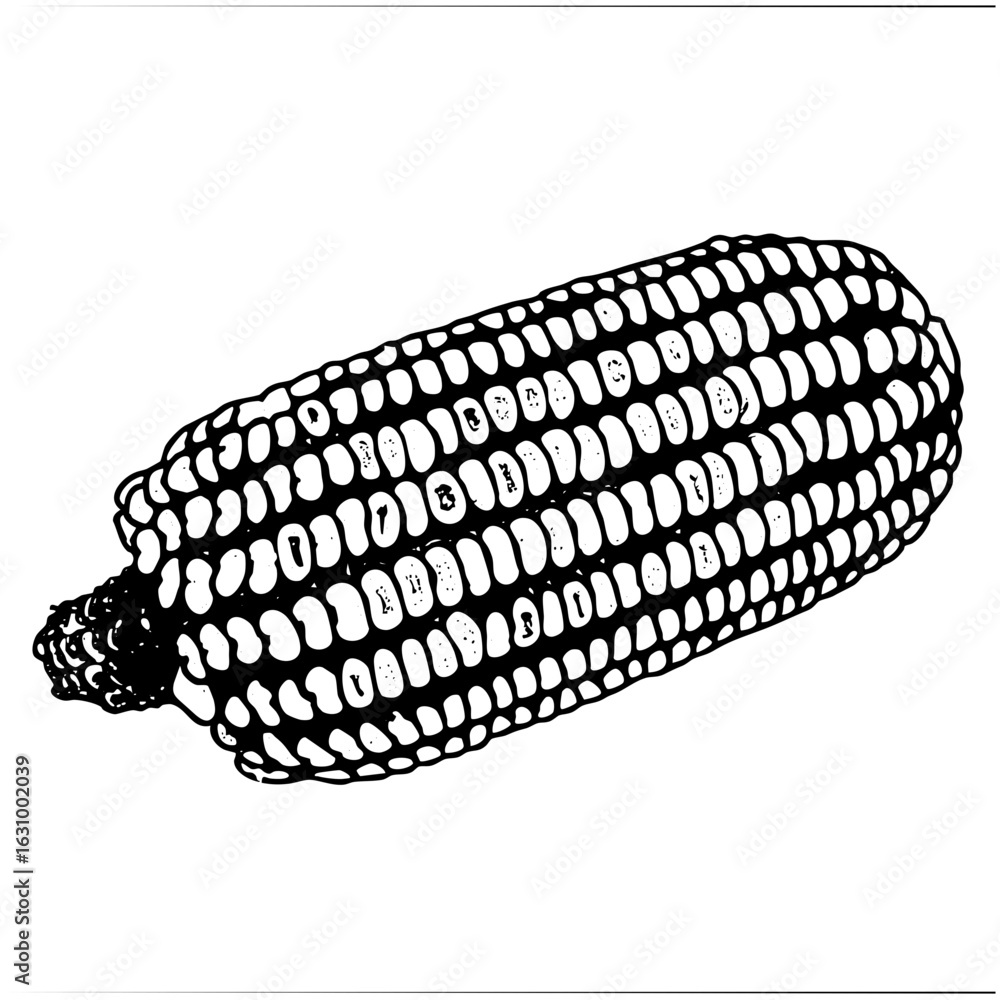 Poster vector detailed of a corn cob with visible kernels.
