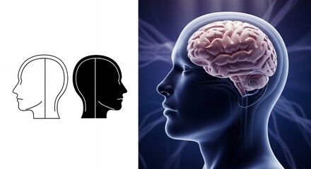 Obraz premium Human Brain and Head Anatomy Medical Illustration and Icons