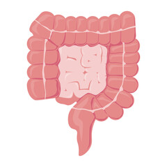 Intestine Human Organ