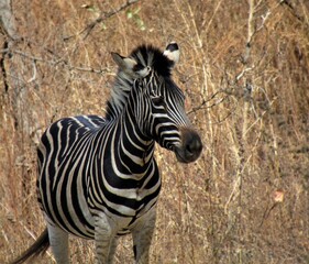 Zebra on safari