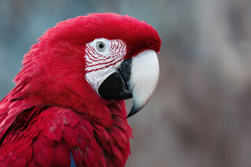 Fototapeta premium create stunning portraits of top rare exotic birds against clean and minimalistic background