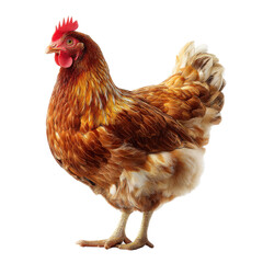 Fototapeta premium brown hen standing proudly with vibrant feathers and bright red comb, showcasing its natural beauty and charm. This captures essence of farm life and poultry