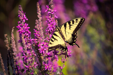 close-up of Eastern Tiger Swallowtail (Papilio glaucus) in flower garden