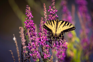 close-up of Eastern Tiger Swallowtail (Papilio glaucus) in flower garden