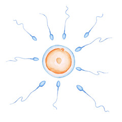 妊娠 妊活　卵子と精子の受精　水彩 イラスト