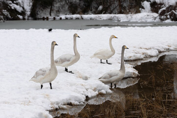 Whooper swans (Cygnus cygnus) gathered by the water's edge